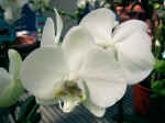 F082 (90541 byte) - Orchidee phalaenopsis