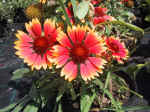 F083 (170024 byte) - Gaillardia