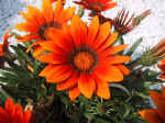 F084 (148826 byte) - Gazania