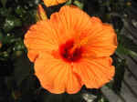 F085 (98773 byte) - Hibiscus rosa sinensis