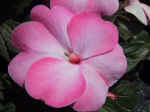 F087 (125837 byte) - Impatiens Nuova Guinea