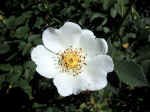 F088 (101862 byte) - Rosa selvatica