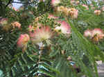 F089 (253235 byte) - Albizia