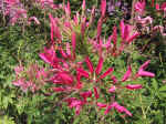 F090 (224515 byte) - Cleome spinosa