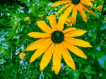 F091 (156539 byte) - Rudbeckia