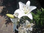 F092 (116042 byte) - Lily