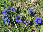 F099 (247171 byte) - Genziana