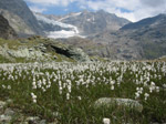M120 (302190 byte) - Fioritura nei pressi del rifugio Carate