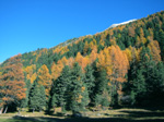 M126 (270203 byte) - Colori d'autunno in Val Roseg