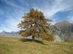 M169 (254915 byte) - Larch