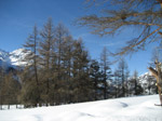 M203 (284863 byte) - Boschi innevati