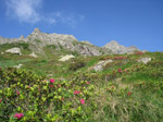 M211 (349101 byte) - Rhododendrons nearby Coca Hut (1892mt)