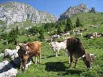 M252 (368602 byte) - Pasture at Malga Pozzetto in Presolana (1399mt)