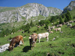 M253 (371251 byte) - Pasture at Malga Pozzetto in Presolana (1399mt)