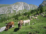 M253 (371251 byte) - Pascolo alla Malga Pozzetto in Presolana (m. 1399)