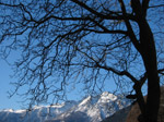M325 (358565 byte) - Tree at Savogno in winter time