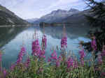 M48 (190853 byte) - Epilobium angustifolium and the lake Segl