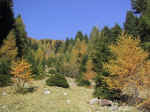 M61 (235647 byte) - Autumn in Val Gerola (Italy)