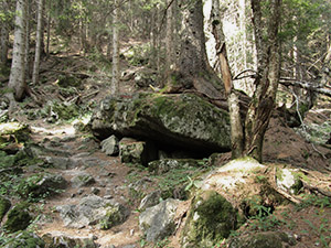 Il sentiero nel bosco