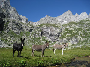 Asinelli nella Piana di Zocca