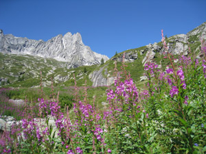 Belle fioriture di camenerio e Cima di Zocca