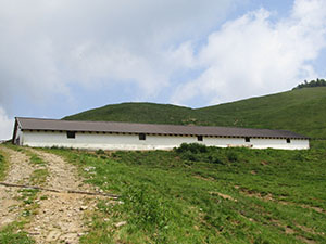 Alpe Cantedoldo - stallone
