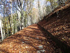 Tratto della strada a.s.p. coperta da foglie