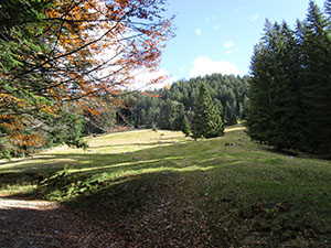 Il pascolo pi basso dell'Alpe Cantedoldo