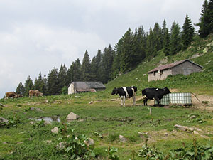 ... verso la gi visibile Alpe Gambetta ...