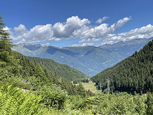 Usciti dal bosco, uno sguardo alle spalle