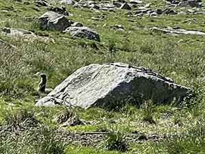 Una marmotta