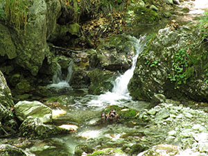 Saltelli del torrente