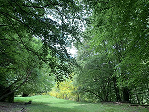 Attraversiamo uno splendido prato tra gli alberi