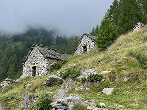 Oriaccia