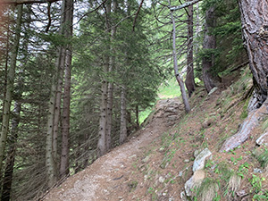 Un tratto di sentiero nel bosco