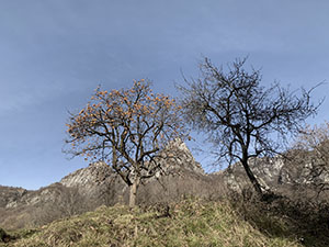 Alberi che nascondono il Sasso di Monte