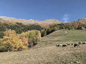 Colori d'autunno