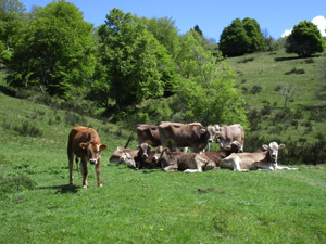 Mucche al pascolo