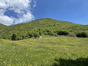 Usciti dal bosco vediamo la Cima Comer