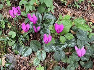 Ciclamini nel bosco