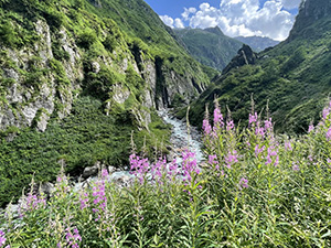 Fioriture di camenerio