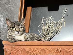 Che bello godersi il sole !