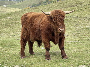 Mucca di razza Highlander