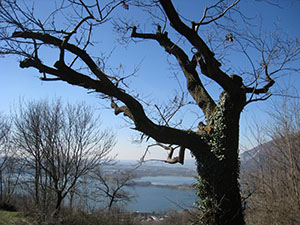 Albero e sullo sfondo il Lago di Annone