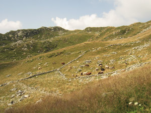 Barech nei pressi del rifugio