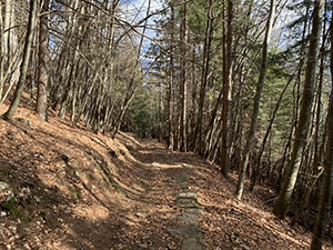 Il sentiero nel bosco