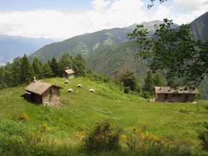 Localit Ciani