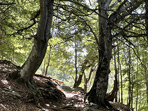 Nel bosco