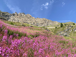 Fioriture di camenerio (pilobium angustifolium)