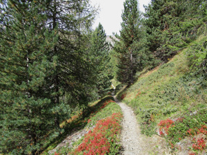 2 itinerario - Sentiero nel bosco